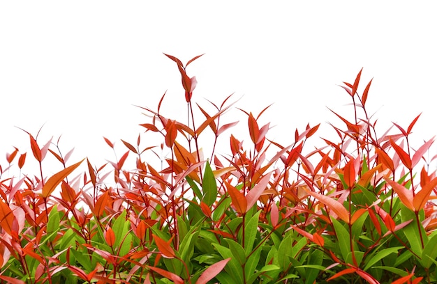 Treetop of red christina leaves or australian rose apple on white background