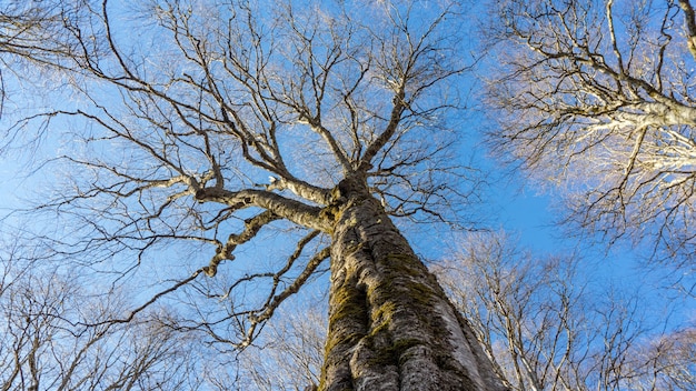 Treetops view ftom below upwards, Sochi, Russia.