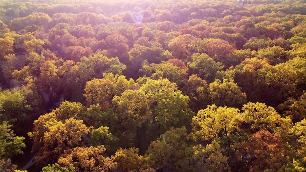 Treetops with yellow leaves on sunny autumn day forest wood woodland many trees with tree crown red