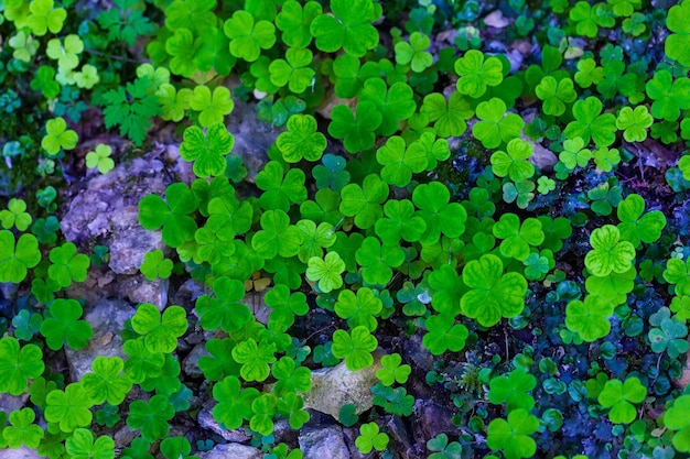 Trefoil plant with green leaves top view