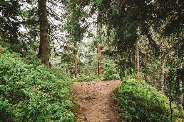 Trekking path in green forest