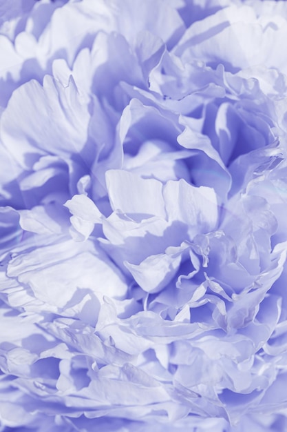 Trend color peony flowers close up nature background summer festive floral pattern abstract nature delicate flowery backdrop botany environment scenery violet very peri blossoming flower