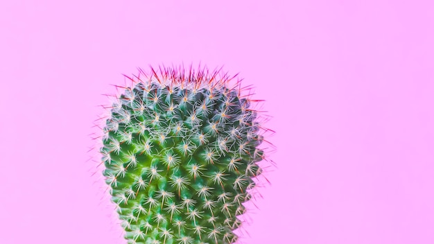 Trendy cactus plants on pink wall