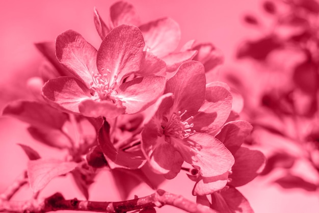 Trendy color of the year 2023 Branch of blossoming pink appletreein toned in viva magenda color