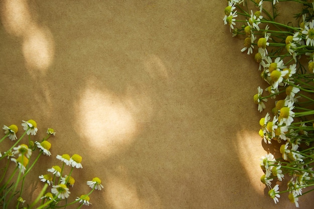 Trendy natural background with shadows on beige surface Top view Herbal natural summer flowers