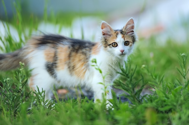 Tri colored young cat in the summer grass