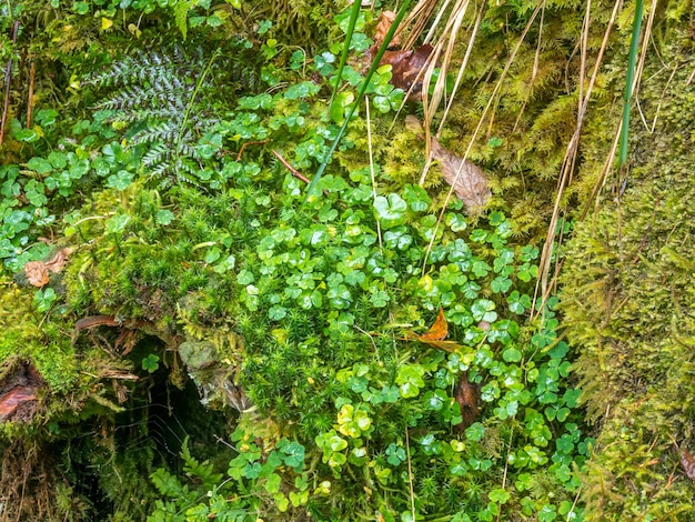 Triberg waterfalls and surrounding forest in Schwarzwald Black forest interesting place for hiking