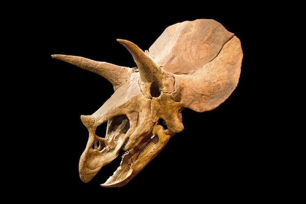 Triceratops Fossil skull over white isolated background