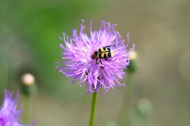 Trichius fasciatus the Eurasian bee beetle on klasea centauroides flower