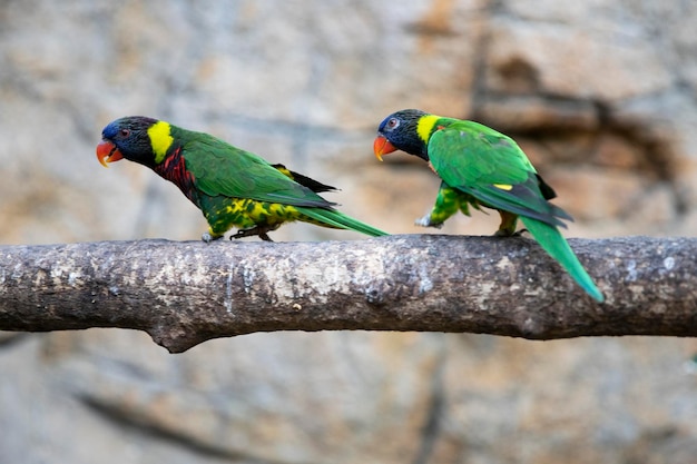 Trichoglossus moluccanus parrot Trichoglossus capitate bird with bright colors