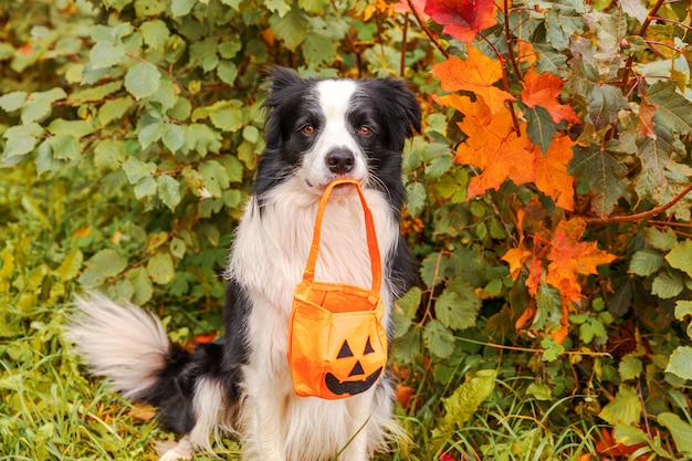 Trick or Treat concept Funny puppy dog border collie holding pumpkin basket in mouth sitting on fall colorful foliage background in park outdoor Preparation for Halloween party