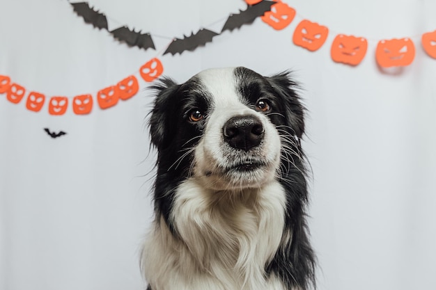 Trick or treat concept funny puppy dog border collie on white background with halloween garland deco