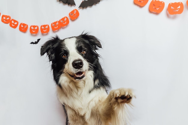 Trick or treat concept funny puppy dog border collie on white background with halloween garland deco