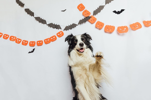 Trick or treat concept funny puppy dog border collie on white background with halloween garland deco