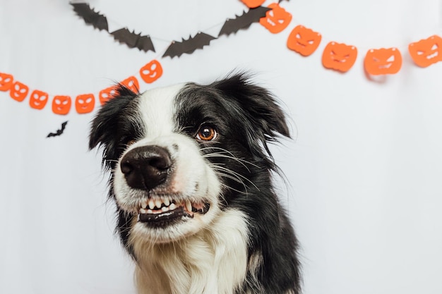 Trick or treat concept funny puppy dog border collie with scary and spooky funny smiling halloween f