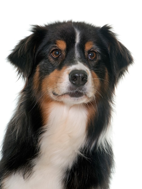 tricolor australian shepherd