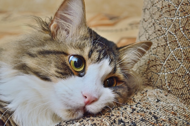 Tricolor cat on the arm of the sofa. close-up.
