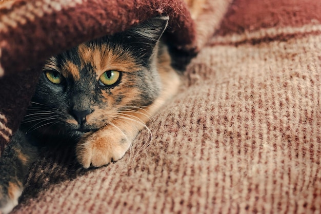 Tricolor cat hides under a woolen checkered blanket