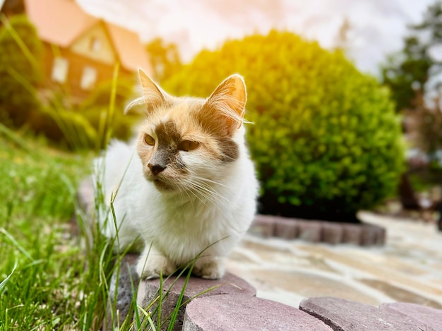 A tricolor cat is sitting in the garden Pet outdoors Selective focus