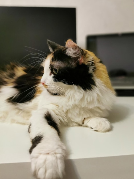 Tricolor cat lies on the table