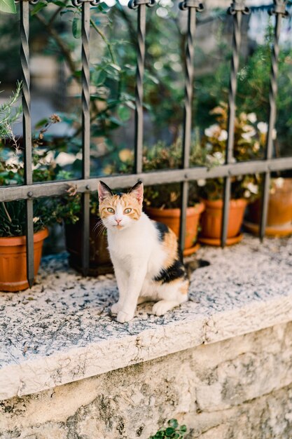 Tricolor cat sits on a garden fence near green flowerpots