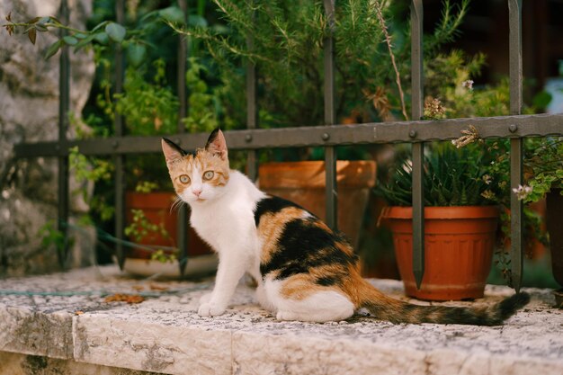 Tricolor cat sits on a stone fence near the lattice in the garden