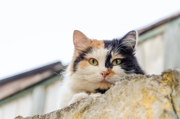 A tricolor cat at the top of a stone fence.