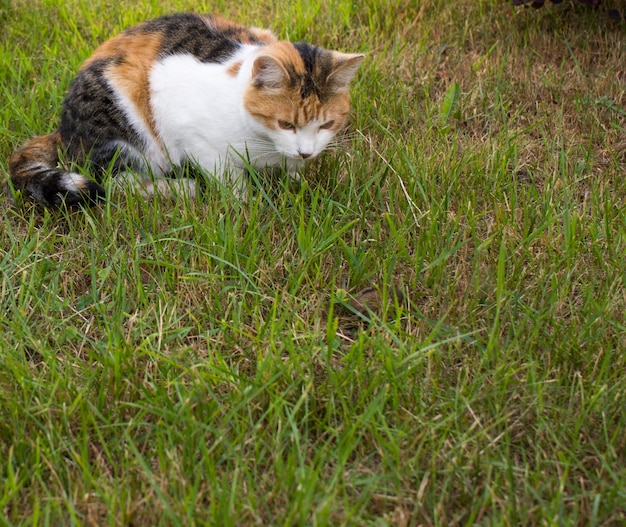 Tricolor cat walks in green grass on a sunny day in summer