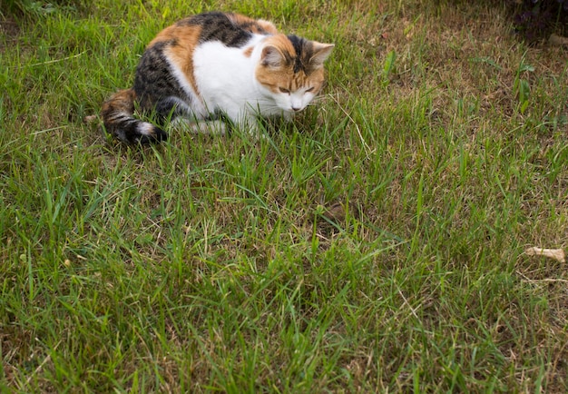 Tricolor cat walks in green grass on a sunny day in summer