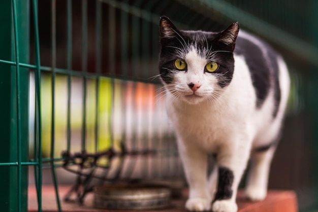 A tricolor cat with green eyes looks calmly and walking calmly on the car on a warm summer day