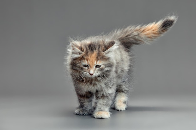 Tricolor cat with white red and gray on a gray background