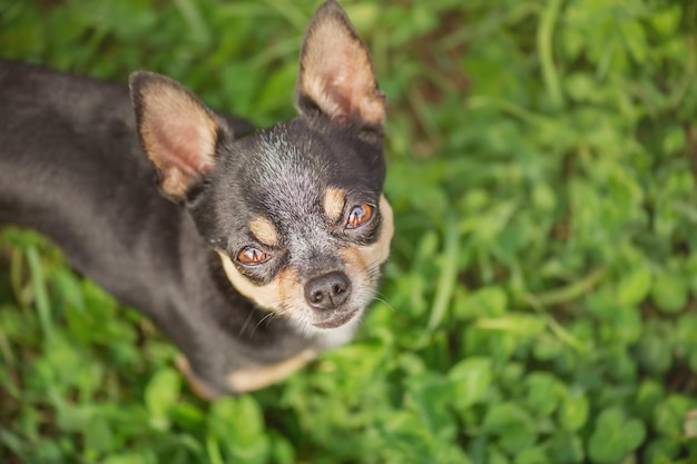 A tricolor chihuahua dog is looking at the camera Mini Chihuahua on a green background