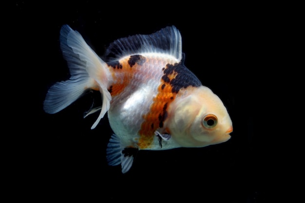 Tricolor fancy goldfish on black background