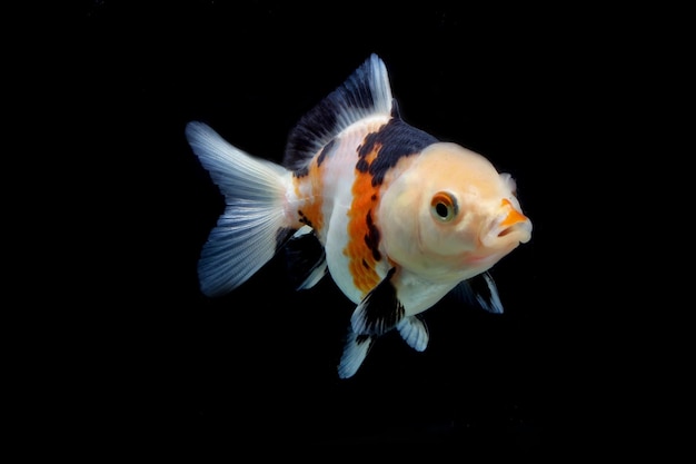 Tricolor fancy goldfish on black background