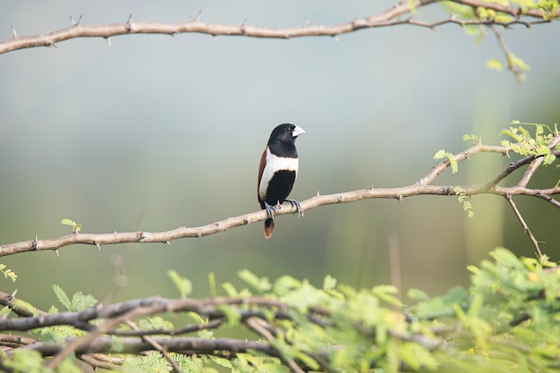 Tricolor munia bird perched on a bush branch