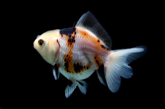 tricolor oranda fancy goldfish on black background