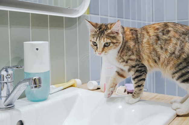 Tricolor tabby cat is thirsty and looks at the faucet in the bathroom