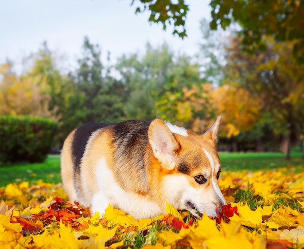 Tricolor welsh corgi pembroke in the autumn city park