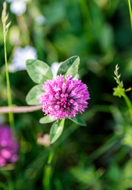 Trifolium pratense is a geographically widespread herbaceous perennial plant from the Americas to Europe and Russia. The nival subspecies is present in the high altitude pastures.