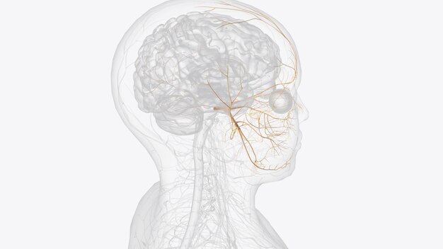 Photo the trigeminal nerve cn v is the fifth paired cranial nerve it is also the largest cranial nerve