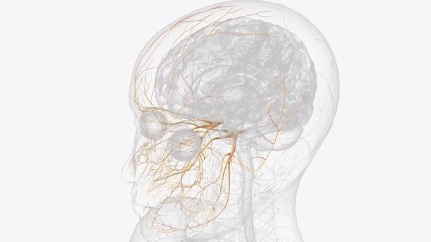 Photo the trigeminal nerve cn v is the fifth paired cranial nerve it is also the largest cranial nerve