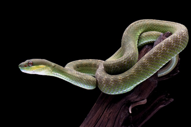 Trimeresurus albolabris closeup on branch, Indonesian viper snake closeup