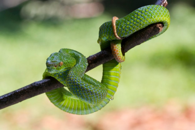 Trimeresurus albolabris Green pit vipers or Asian pit vipers