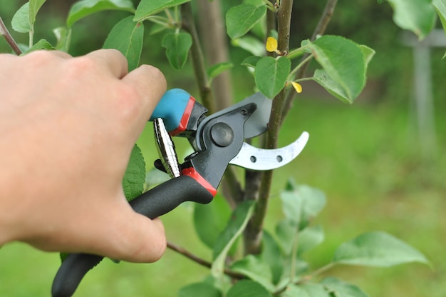 Trimming and removing excess tree branches