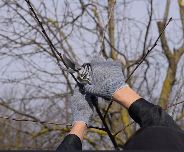 Photo trimming tree with a cutter spring pruning of fruit trees