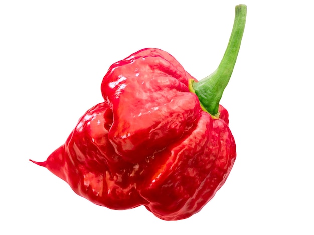 Photo trinidad scorpion pepper c chinense paths