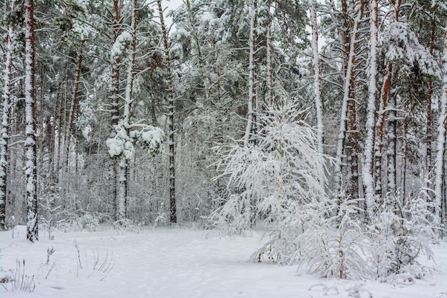 Trip to the snowy forest.  Walk in the woods