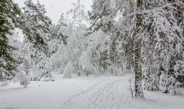 Trip to the snowy forest.  Walk in the woods