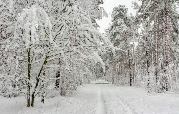 Trip to the snowy forest.  Walk in the woods