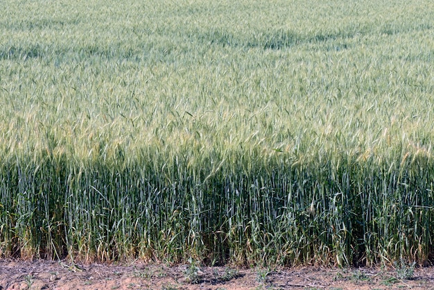 Triticale plantation, a new hybrid forage